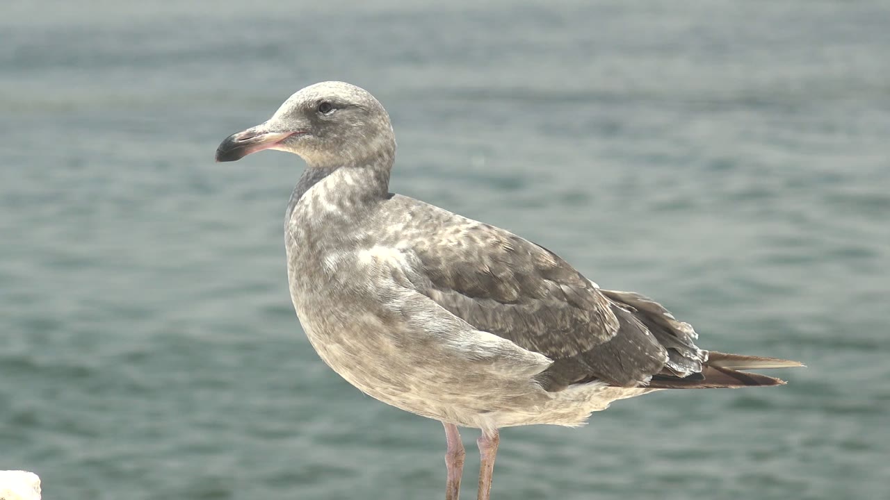 A mottled gray seagull stands upright near the frame center in Guerrero Negro, Baja California Sur, with calm water filling the background and no visible people.