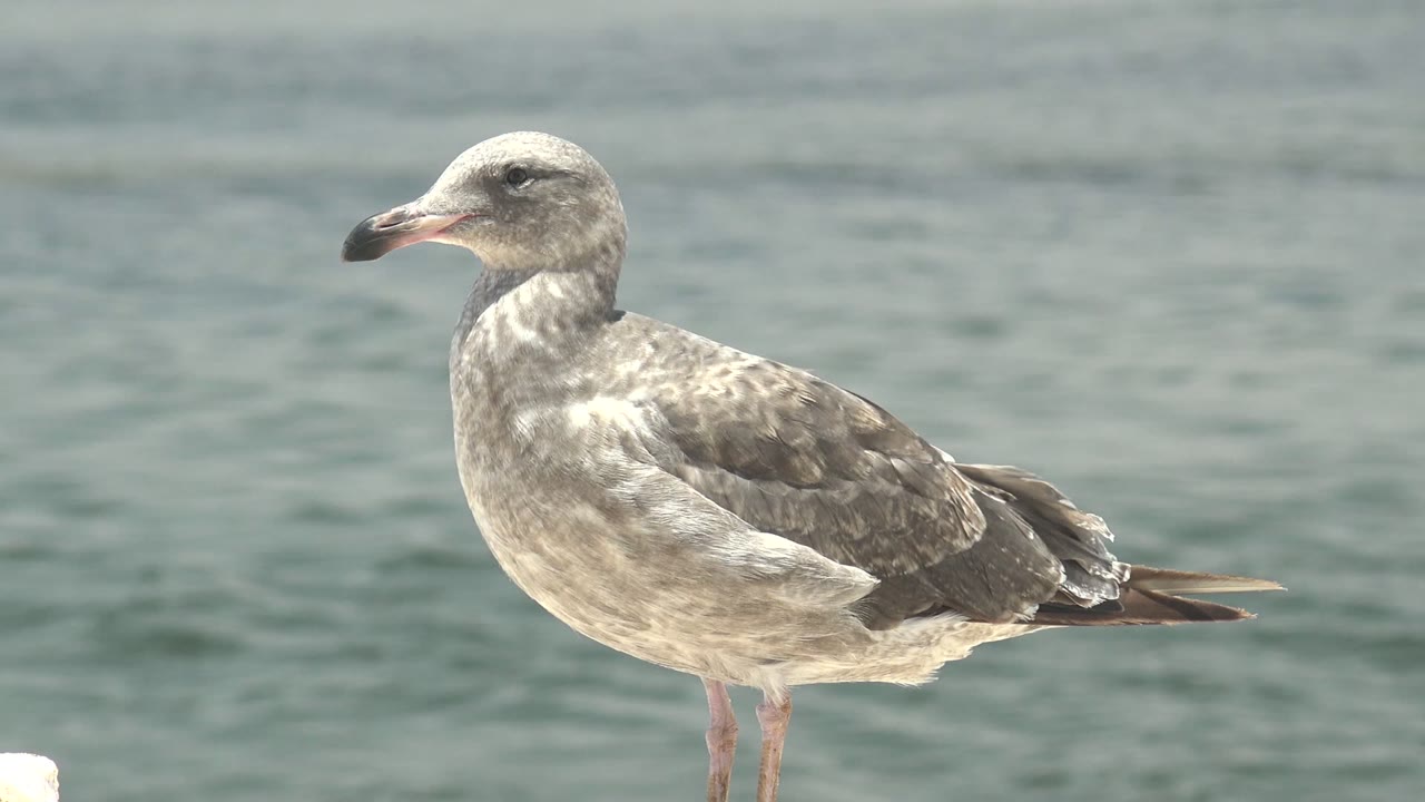 Gray mottled seagull in Guerrero Negro stands in side profile on a pale edge with blue-green rippled water behind it and no visible people.