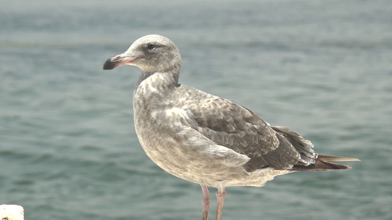 Seagull in Guerrero Negro remains side-on with its head angled slightly left, standing above a soft blue-green water background with no visible people.