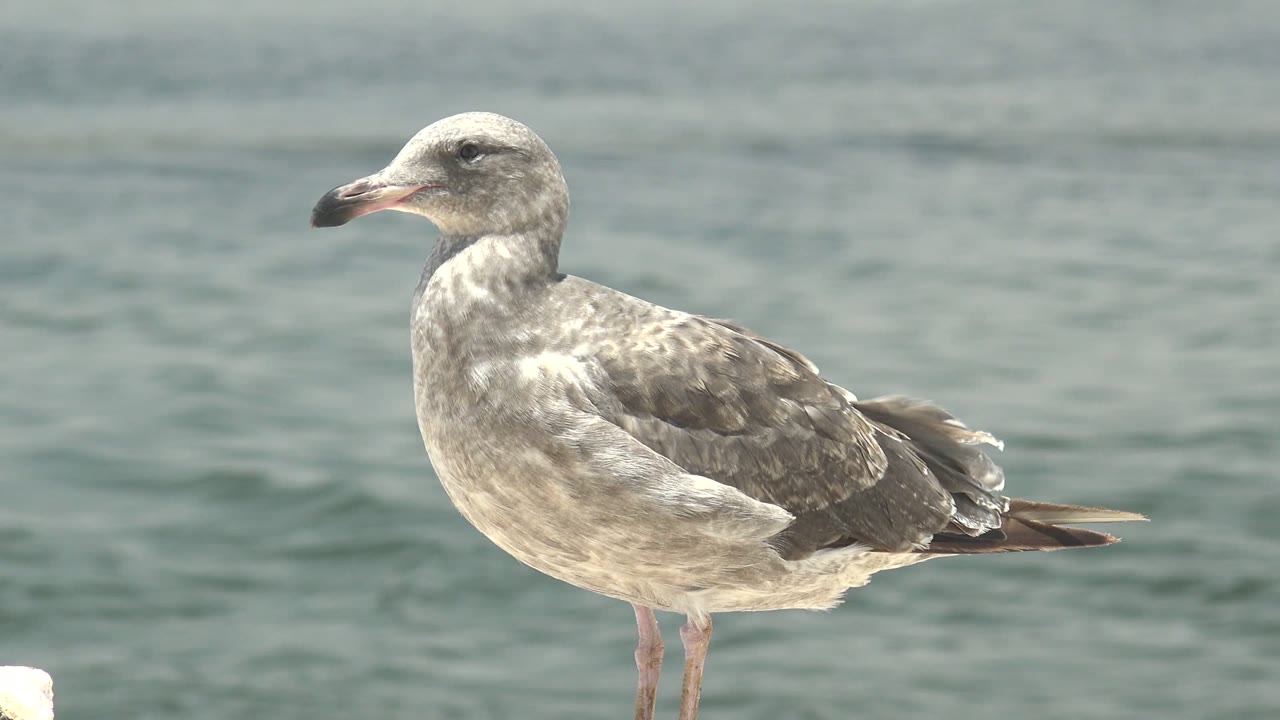 Gray seagull in Guerrero Negro stands on the foreground edge with its beak pointed left and a small white edge detail visible below the waterline area, with no visible people.