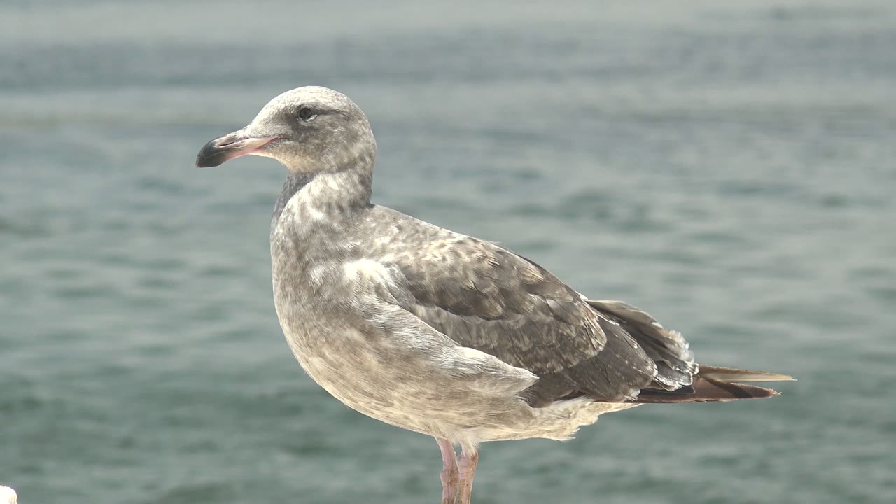 Gray and white seagull in left-facing profile near rippled ocean water in Guerrero Negro, Baja California Sur, with no visible people.