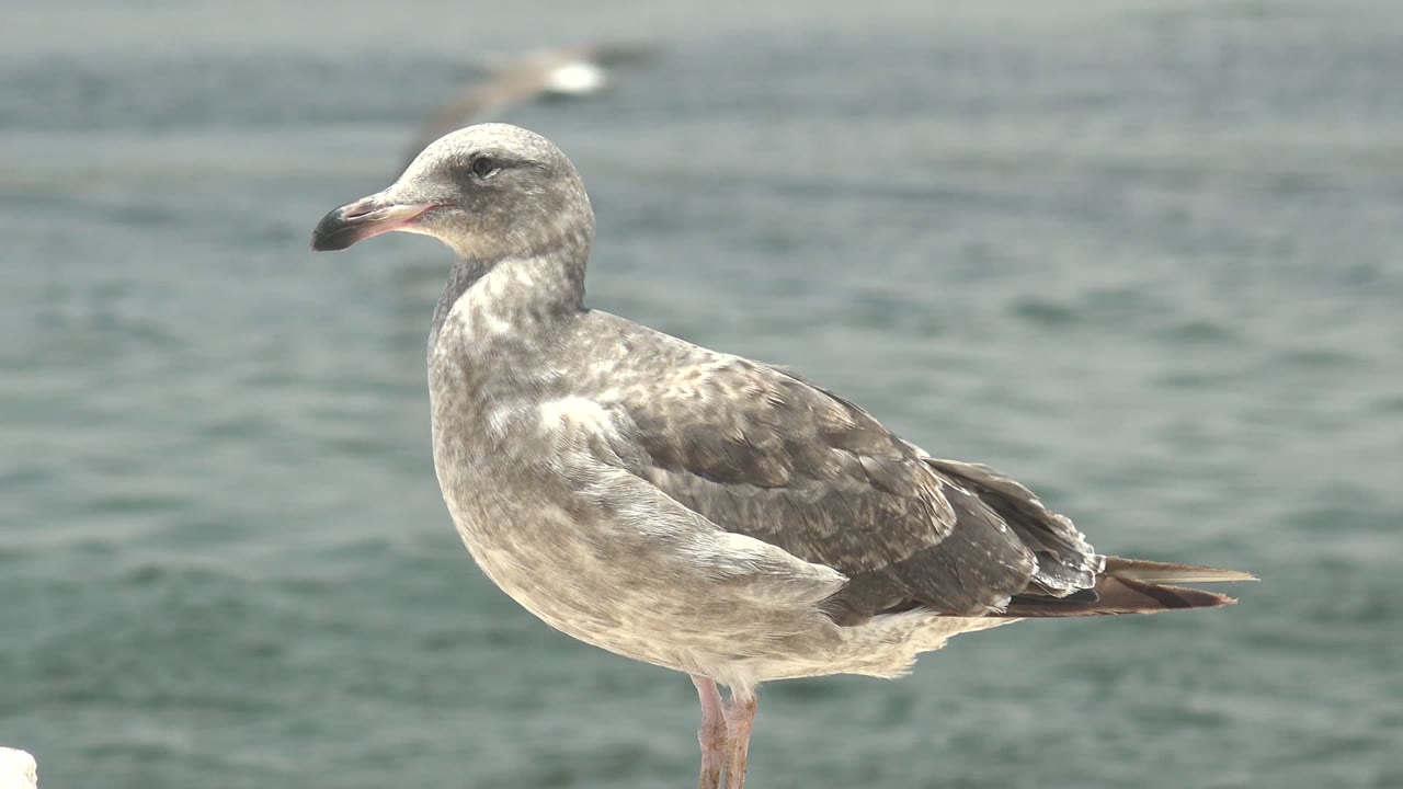 Seagull standing in profile with blurred ocean water behind it.