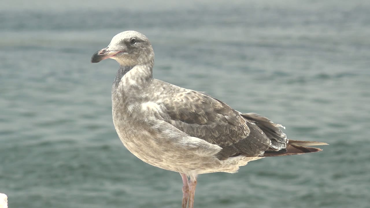 Seagull near the ocean in Guerrero Negro, Baja California Sur, with a small blurred bird passing in the distant background and no visible people.