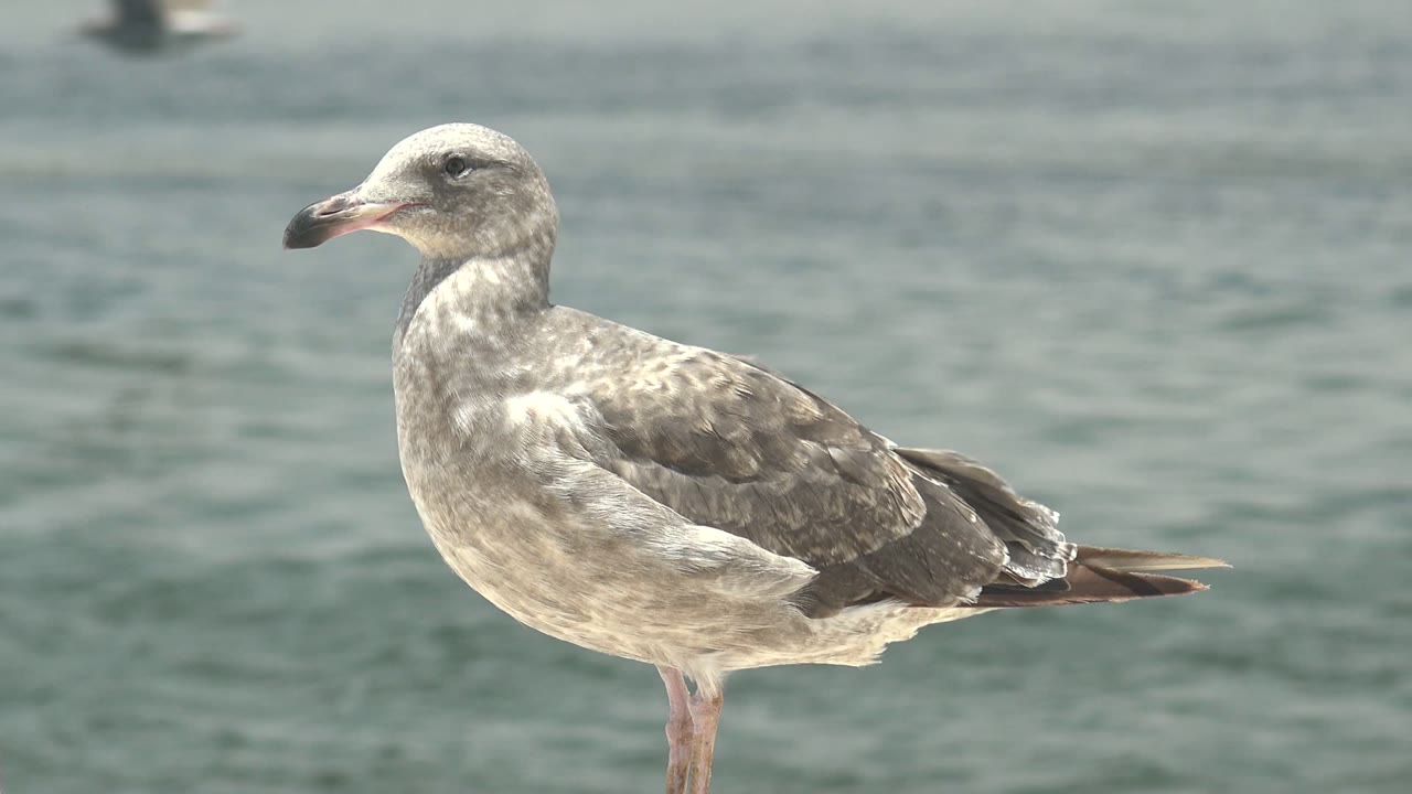 Close foreground seagull standing beside softly rippled water.