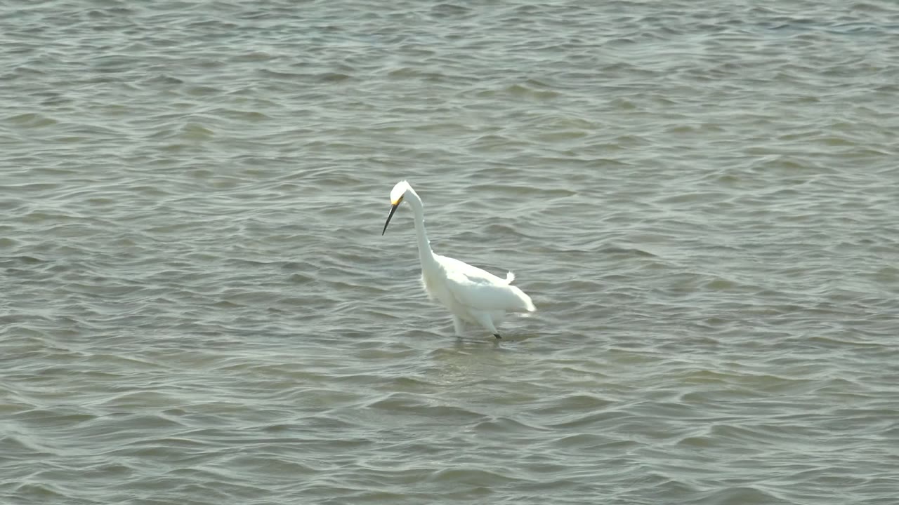 White egret in Guerrero Negro, Baja California Sur wades left of center through pale rippled shallow water, with no visible people.