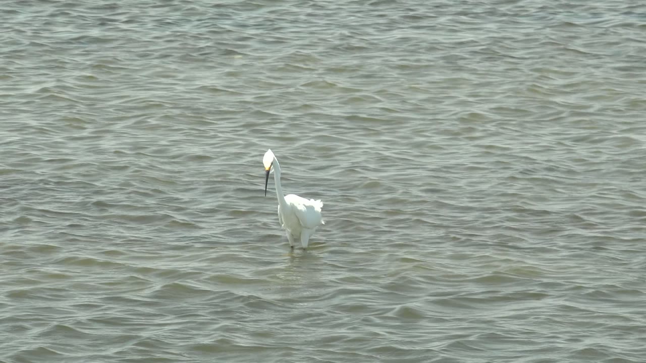 White egret seen from behind in shallow water.