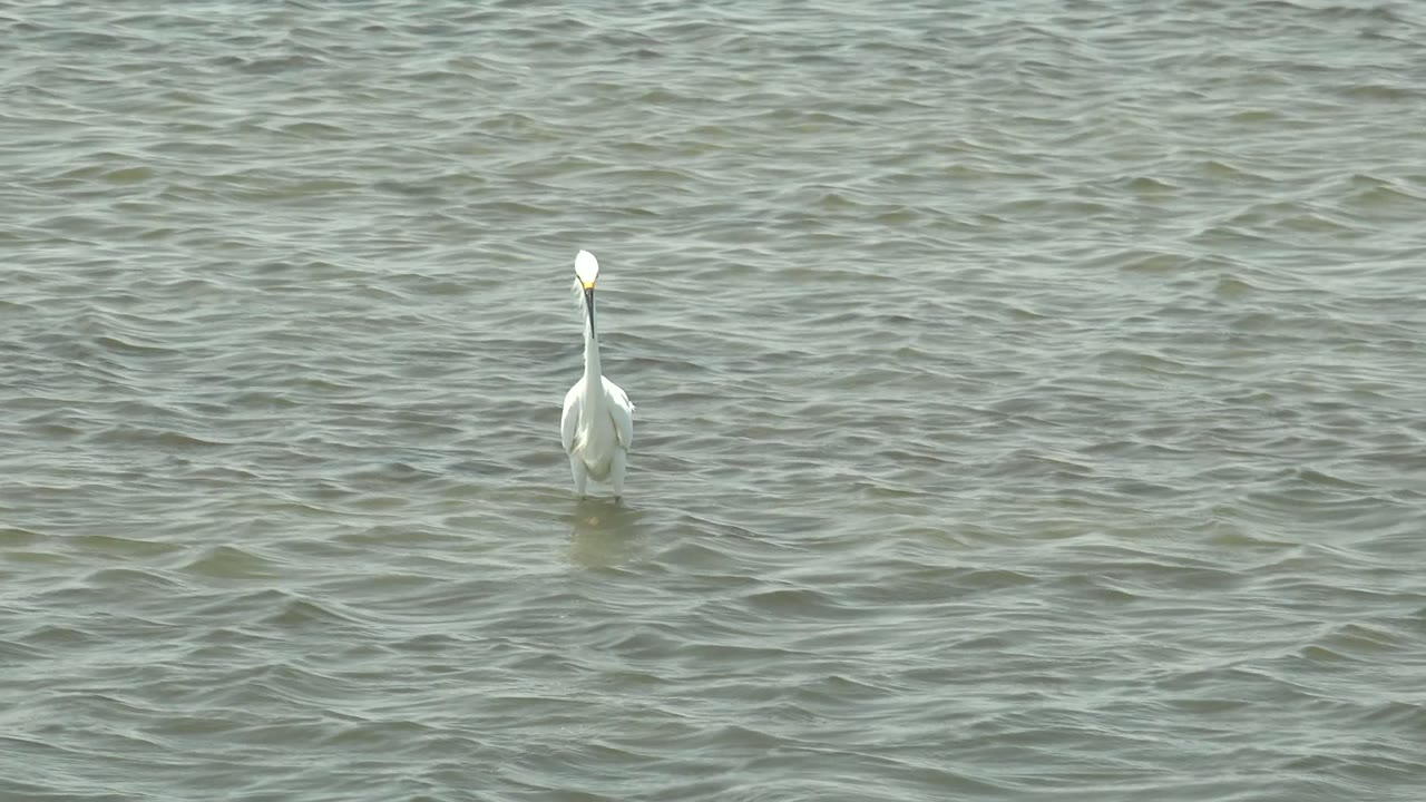 White egret in Guerrero Negro, Baja California Sur stands upright toward the right side of the frame in lightly rippled shallow water, with no visible people.
