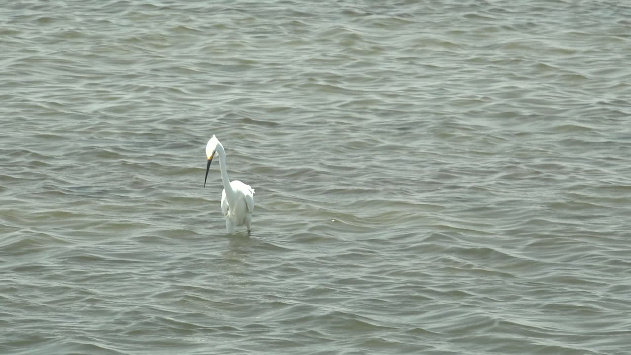 A white heron stands upright in shallow rippled water in Guerrero Negro, Baja California Sur, with its dark bill angled downward and no visible people.