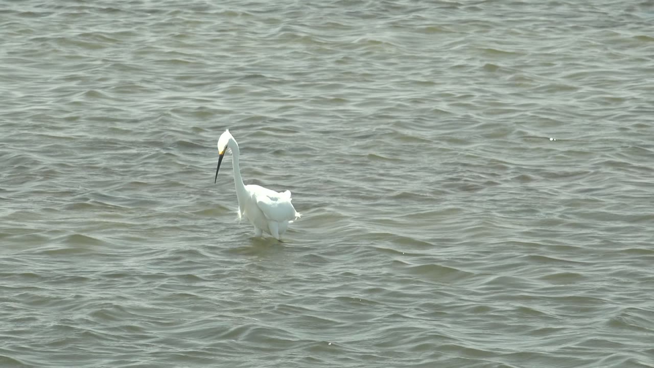 White heron in shallow water with neck slightly curved.