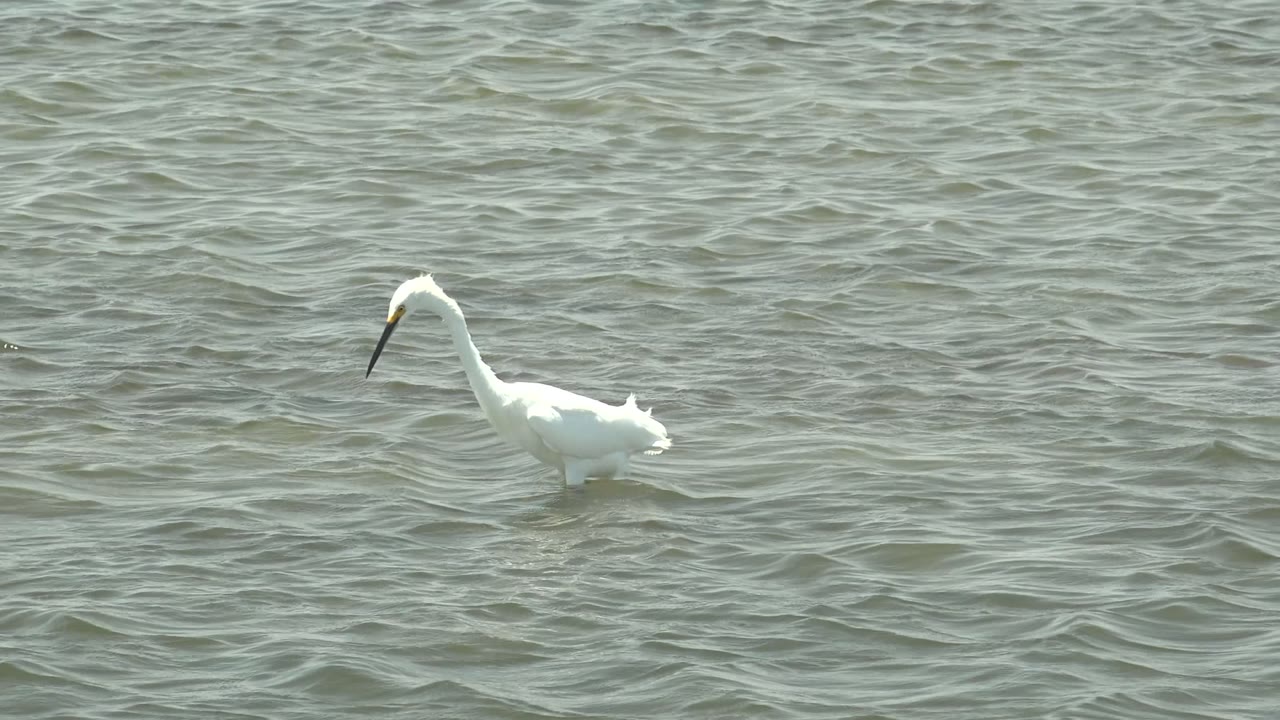 A white heron in Guerrero Negro, Baja California Sur stands in shallow green-gray water with its body turned slightly and the surface rippling around its legs, no visible people.
