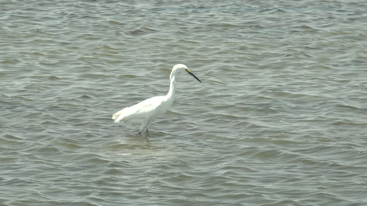 White egret stands left of center in rippled shallow water in Guerrero Negro, Baja California Sur, with no visible people.