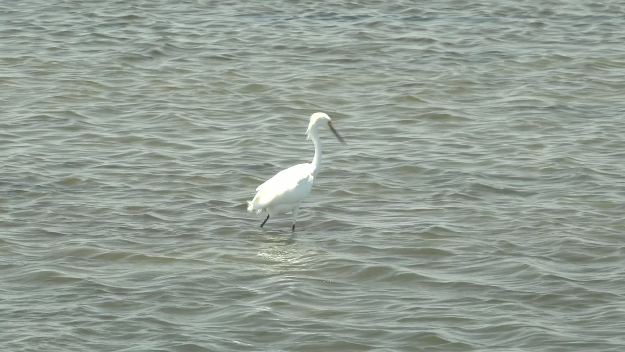 White egret wading through shallow rippled water.