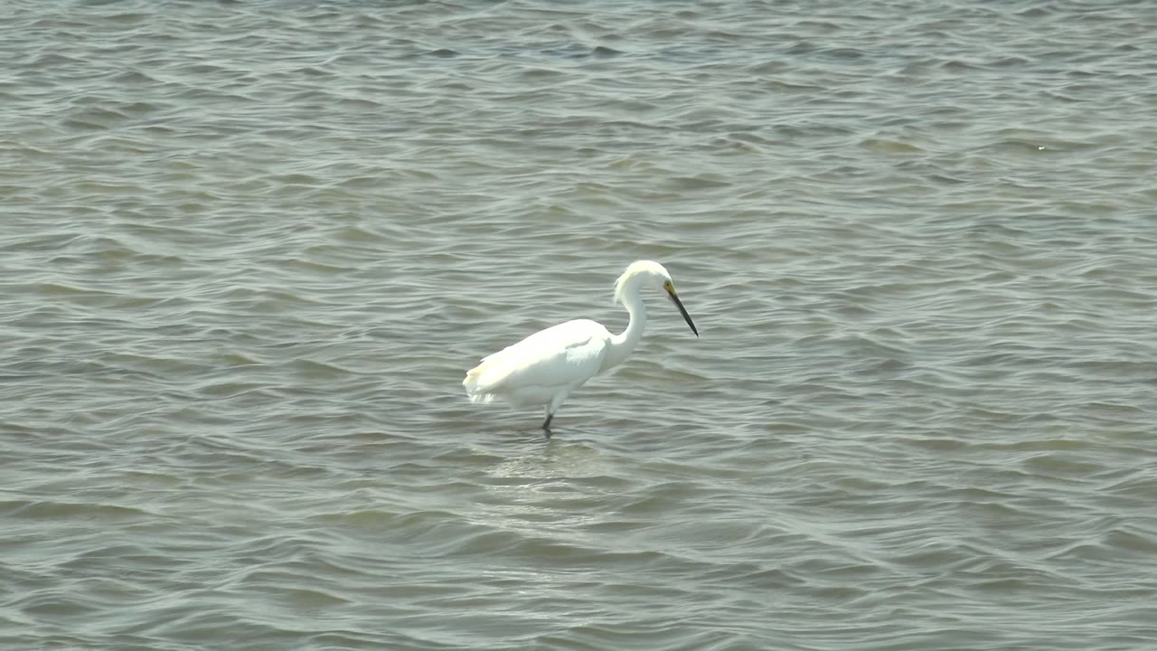 White egret appears farther right in the frame in Guerrero Negro, Baja California Sur, facing across rippled water with no visible people.