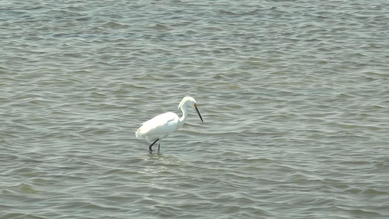 A white egret wades left of center in gray-green shallow water in Guerrero Negro, Baja California Sur, Mexico, with no visible people.