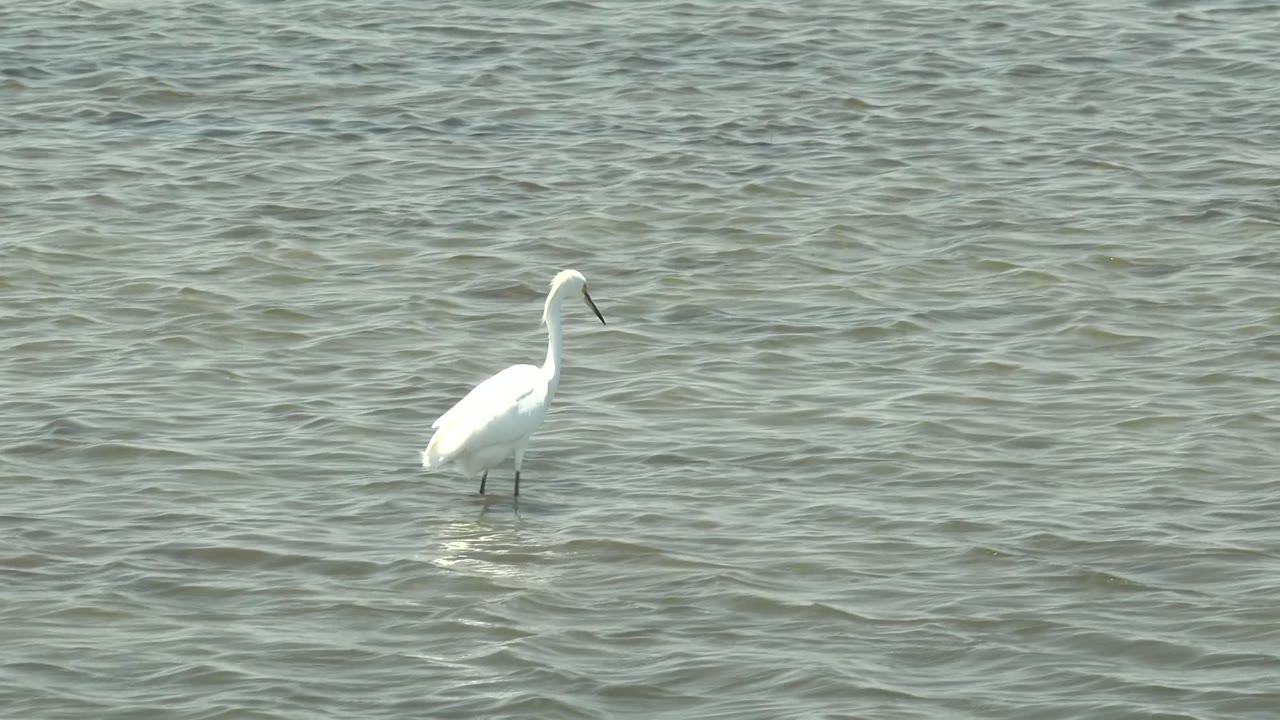 White egret standing upright in shallow ripples