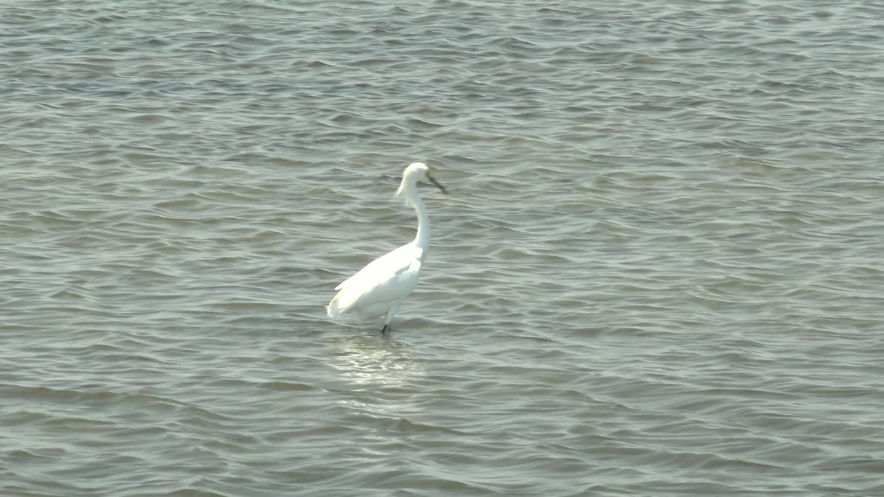 A white egret appears farther right in the frame, turned slightly with its bright body reflected faintly on the rippled water and no visible people.