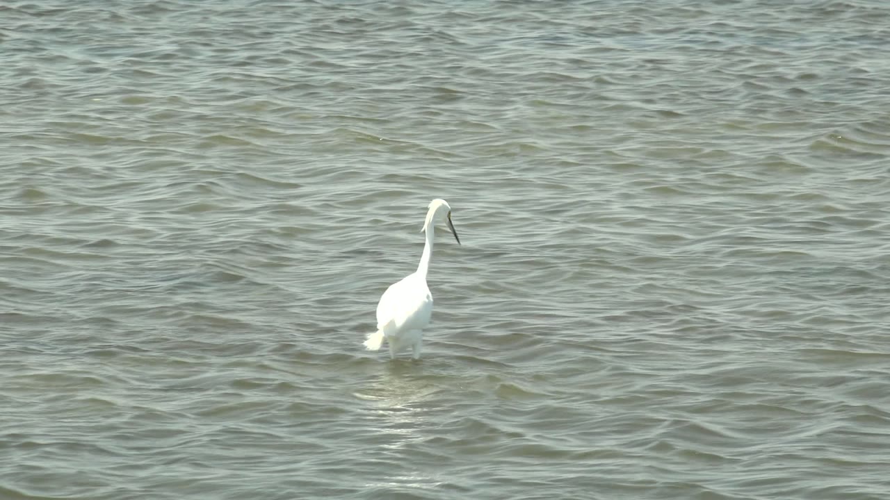 A white wading bird stands left of center in shallow rippled water at Guerrero Negro, Baja California Sur, with its dark beak angled down and no visible people.