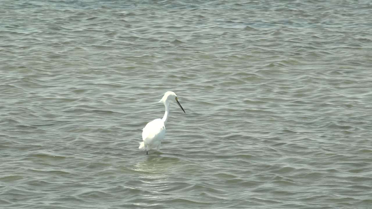 White bird wading in open water with small ripples.