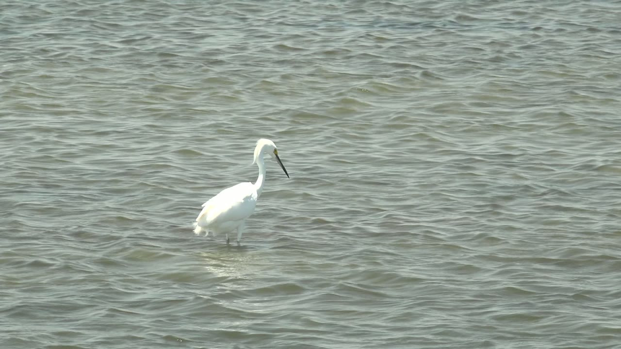 A white wading bird faces right in shallow water at Guerrero Negro, Baja California Sur, with bright feathers against muted ripples and no visible people.