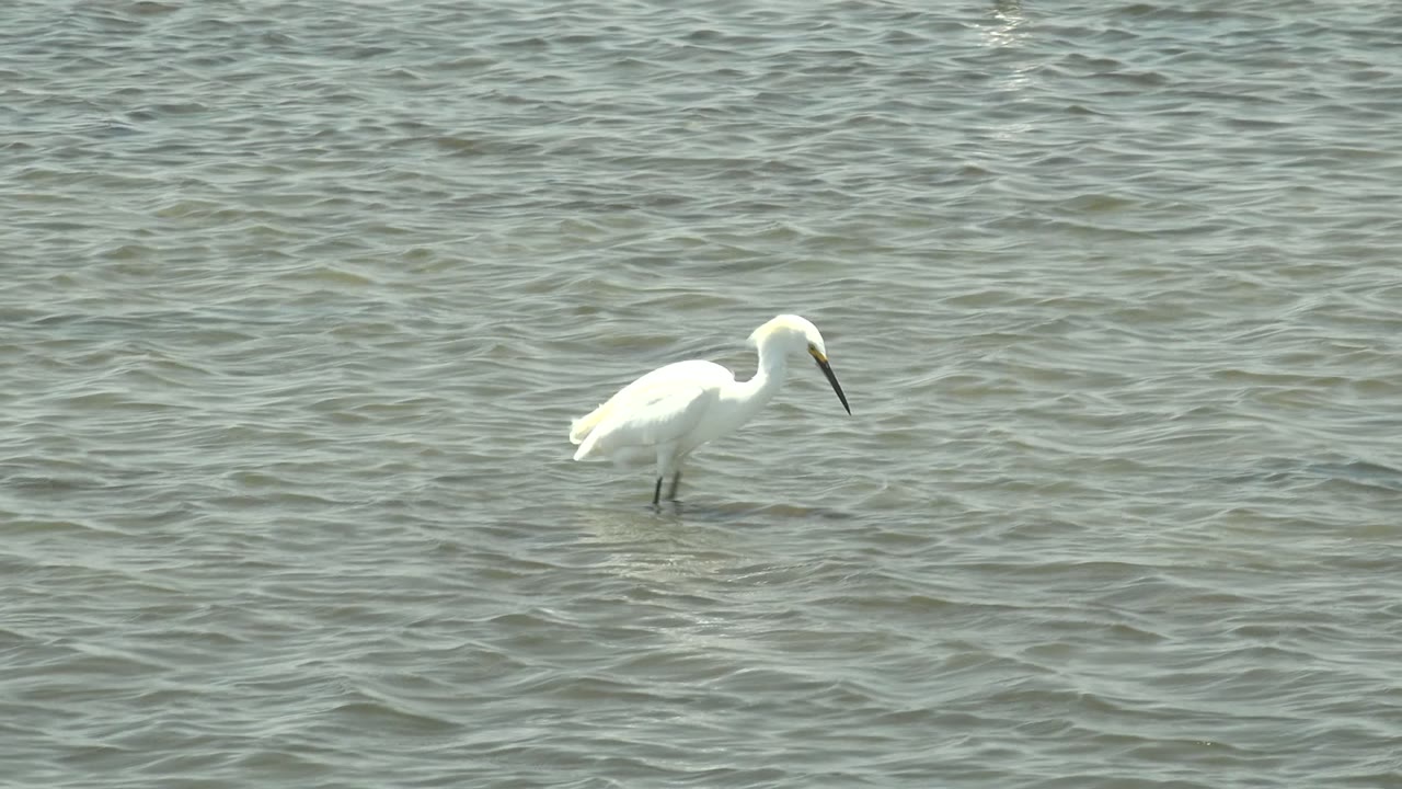 A white heron or egret stands left of center in gray-green shallow water in Guerrero Negro, Baja California Sur, with its head angled downward and no visible people.
