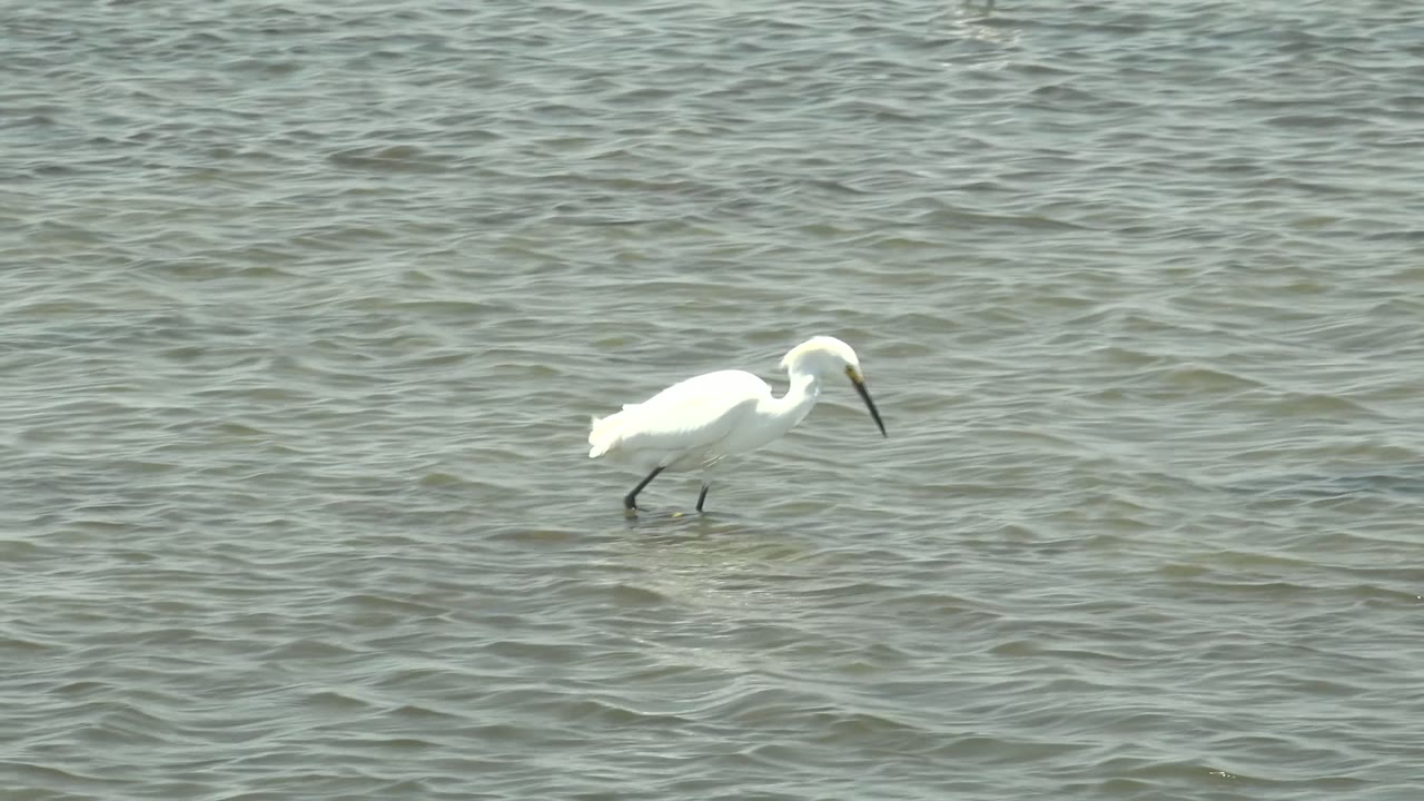 White bird stepping through shallow rippled water.