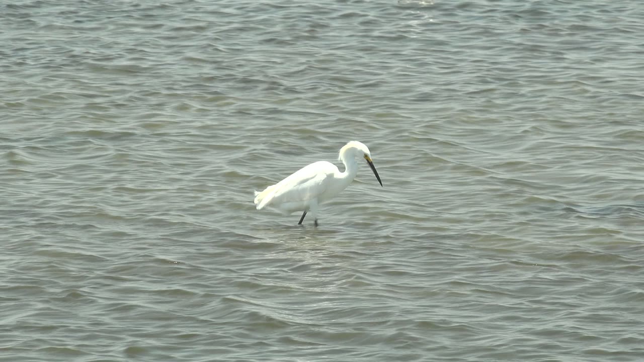 A white heron or egret appears near the right side of the frame in Guerrero Negro, Baja California Sur, standing in profile above textured water with no visible people.