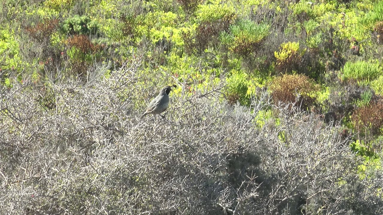 At 0:00, a small bird perches on a dry gray bush in San Carlos, Baja California Sur shrubland, with bright green vegetation behind it and no visible people.