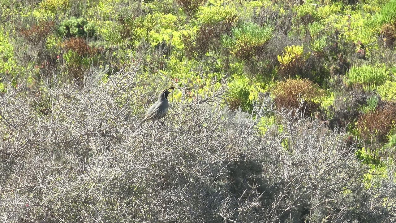 Perched bird on leafless brush with mixed green and brown shrubland in the background.