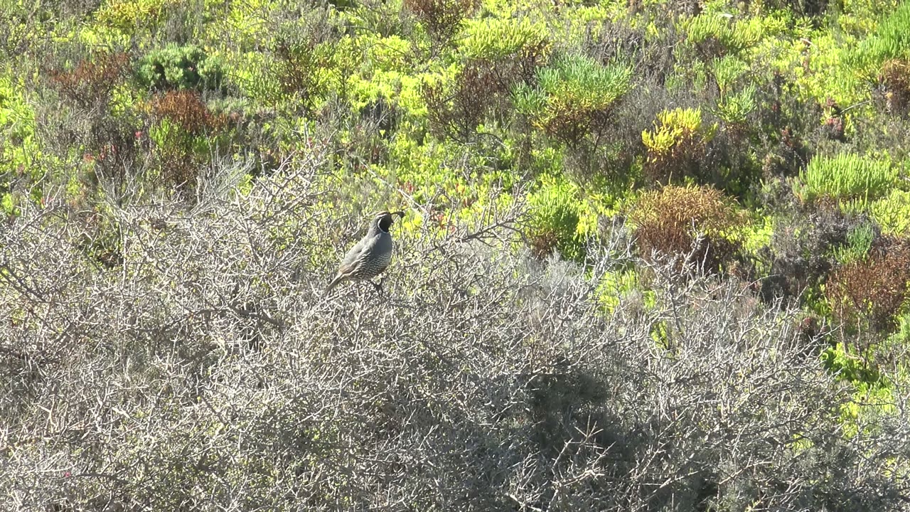 At 0:02, the small bird is still perched sideways on dry gray brush in San Carlos, Baja California Sur, with dense green and rust vegetation behind it and no visible people.