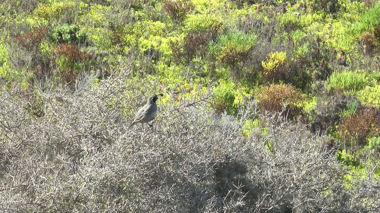 Small gray-brown bird perched on pale dry branches in San Carlos, Baja California Sur, with dense green and brown foliage behind it and no visible people.