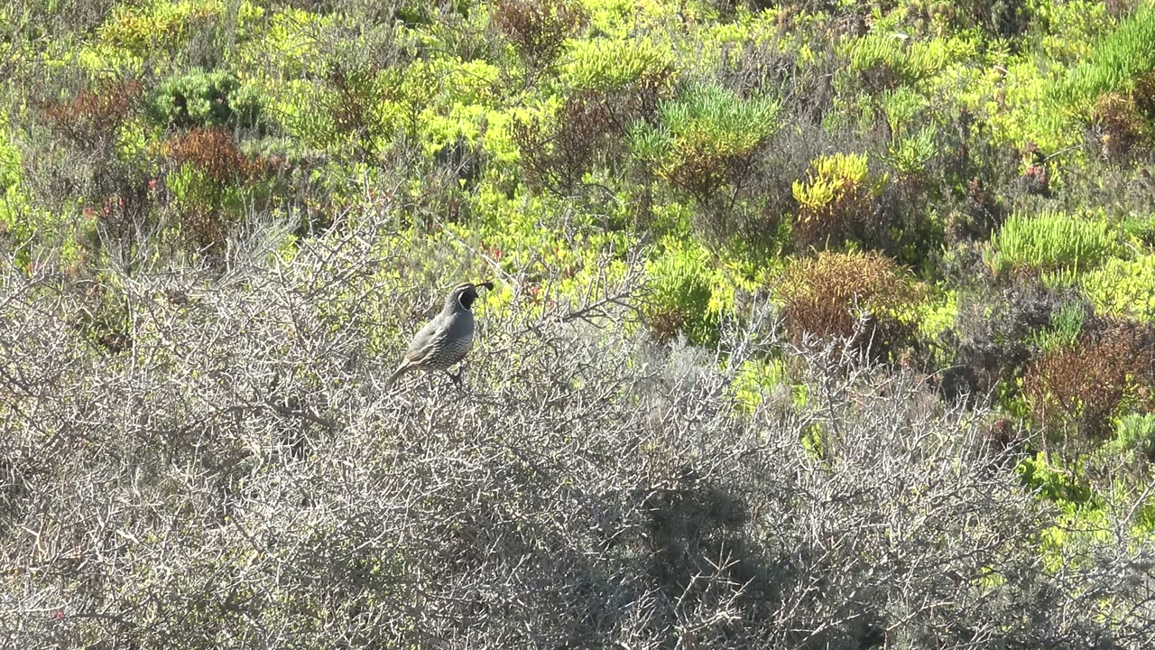 Perched bird facing across dry branches and low vegetation.