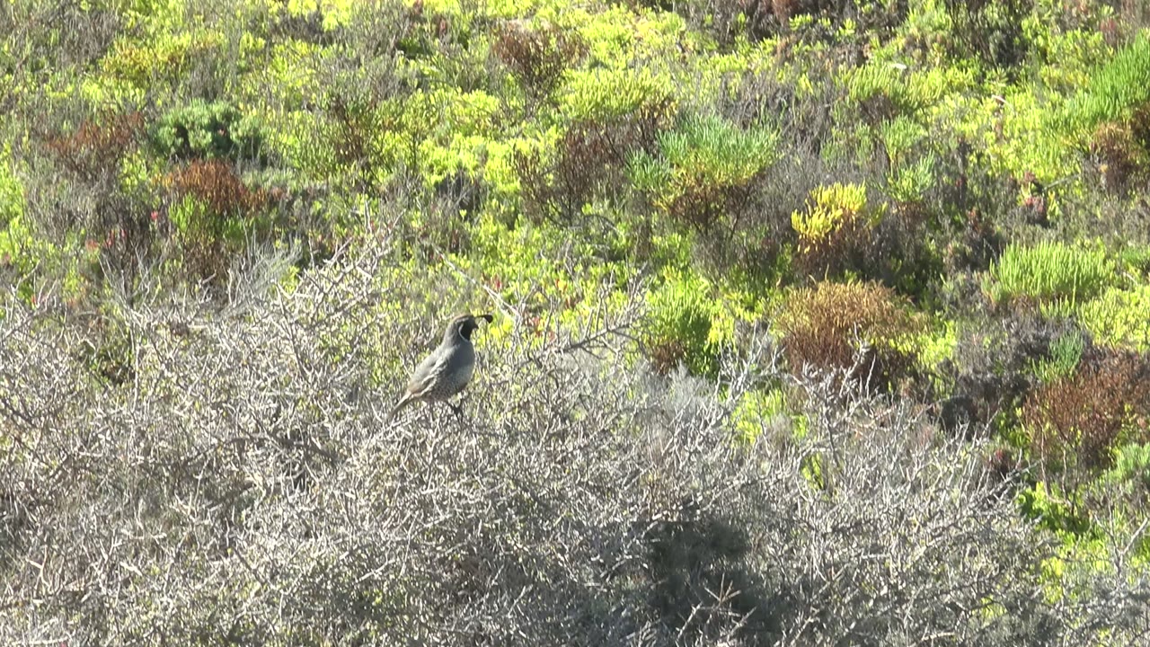 Small gray-brown bird perched slightly left of center on dry branches in San Carlos, Baja California Sur, backed by dense mixed shrubland and no visible people.