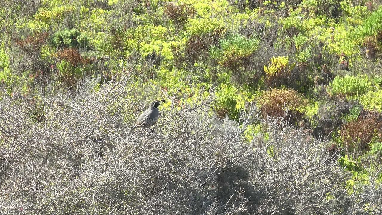 Small gray-brown bird perched on a dry thorny bush in San Carlos, Baja California Sur shrubland, with bright green and brown vegetation behind it and no visible people.