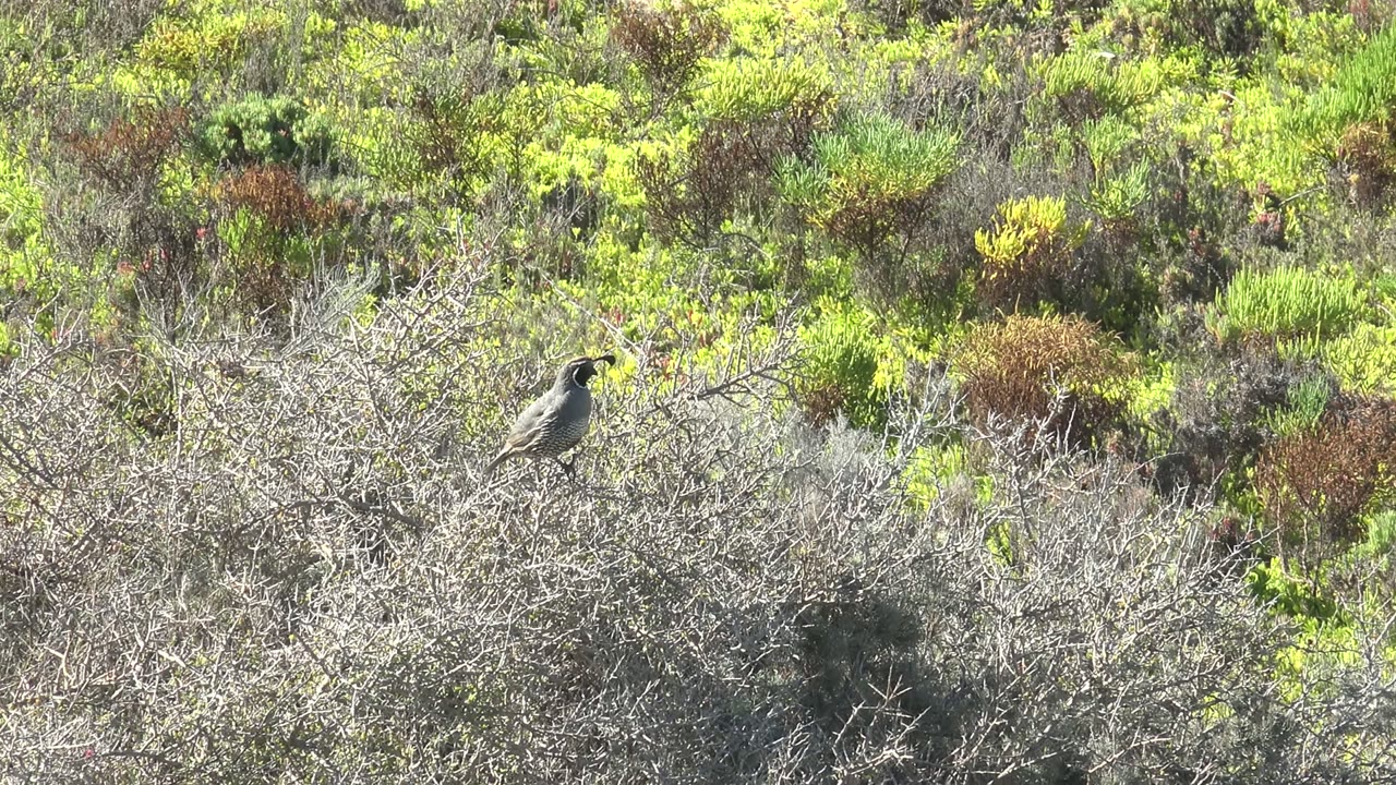 Perched bird with beak open on a dry shrub branch.