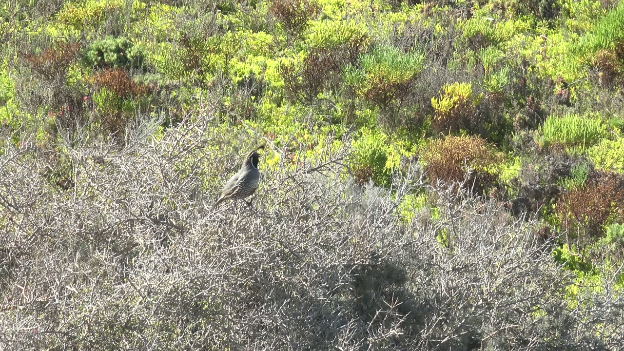 A small bird is still perched among pale dry branches, turned slightly within a dense San Carlos shrubland background and no visible people.