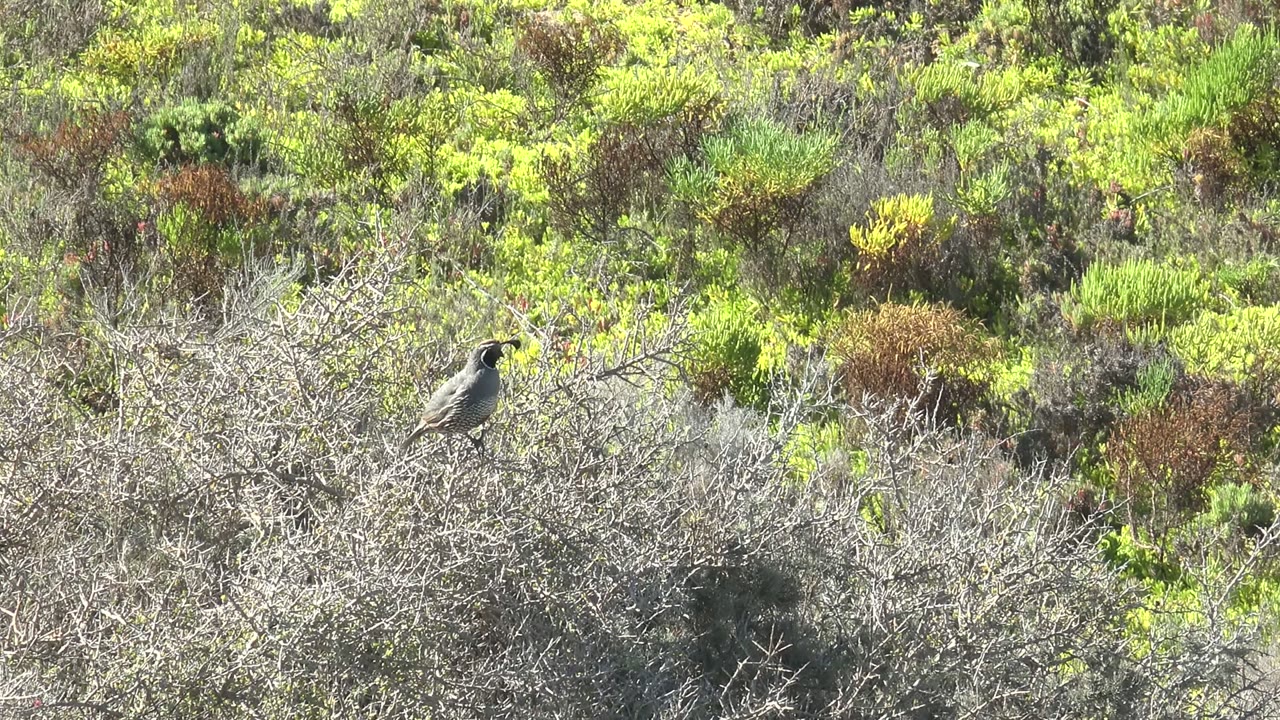 Small gray-brown bird perched on pale dry brush in San Carlos, Baja California Sur, Mexico, with green and yellow shrubs behind it and no visible people.