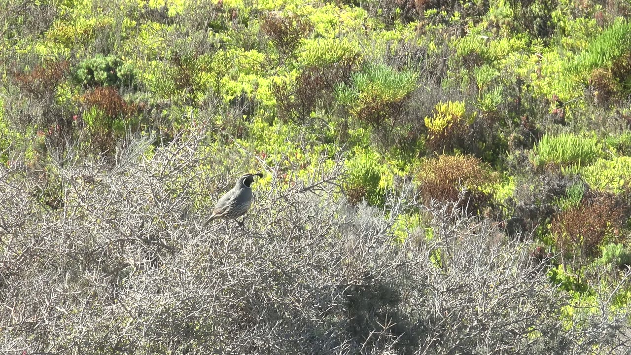Small bird facing right from a dry branch in San Carlos shrubland, with bright green and yellow vegetation filling the background and no visible people.