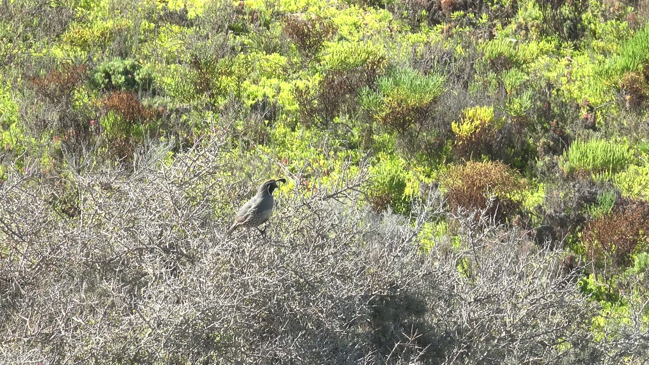 At 0:00, a small bird perches on a gray dry shrub in San Carlos, Baja California Sur, surrounded by green and brown scrub with no visible people.