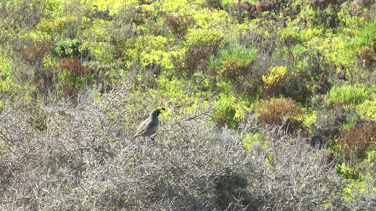 Bird holding on a shrub branch with bright scrubland behind it.