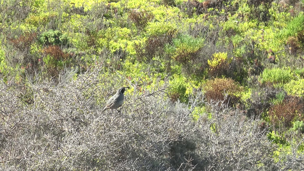 Small bird perched low in a dry bush with green shrubs in the background.
