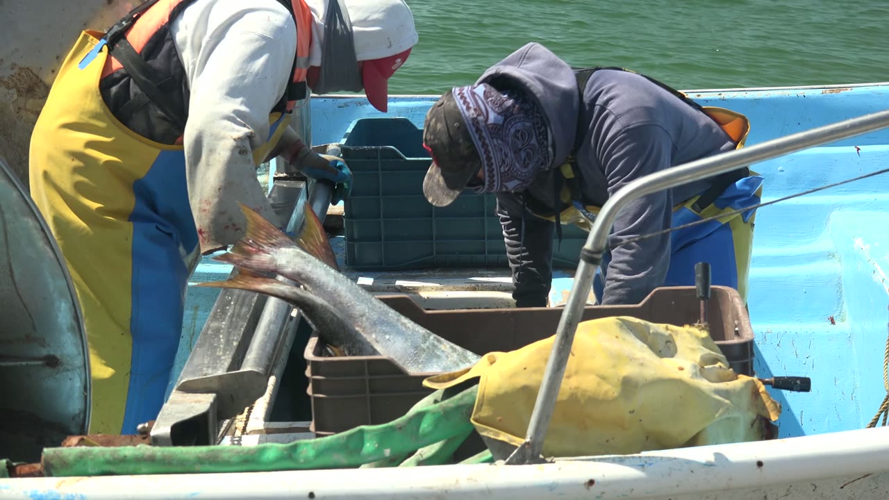 Two fishermen in workwear handle a large silver fish on a blue boat deck in La Bocana, Baja California Sur, with green water behind them.
