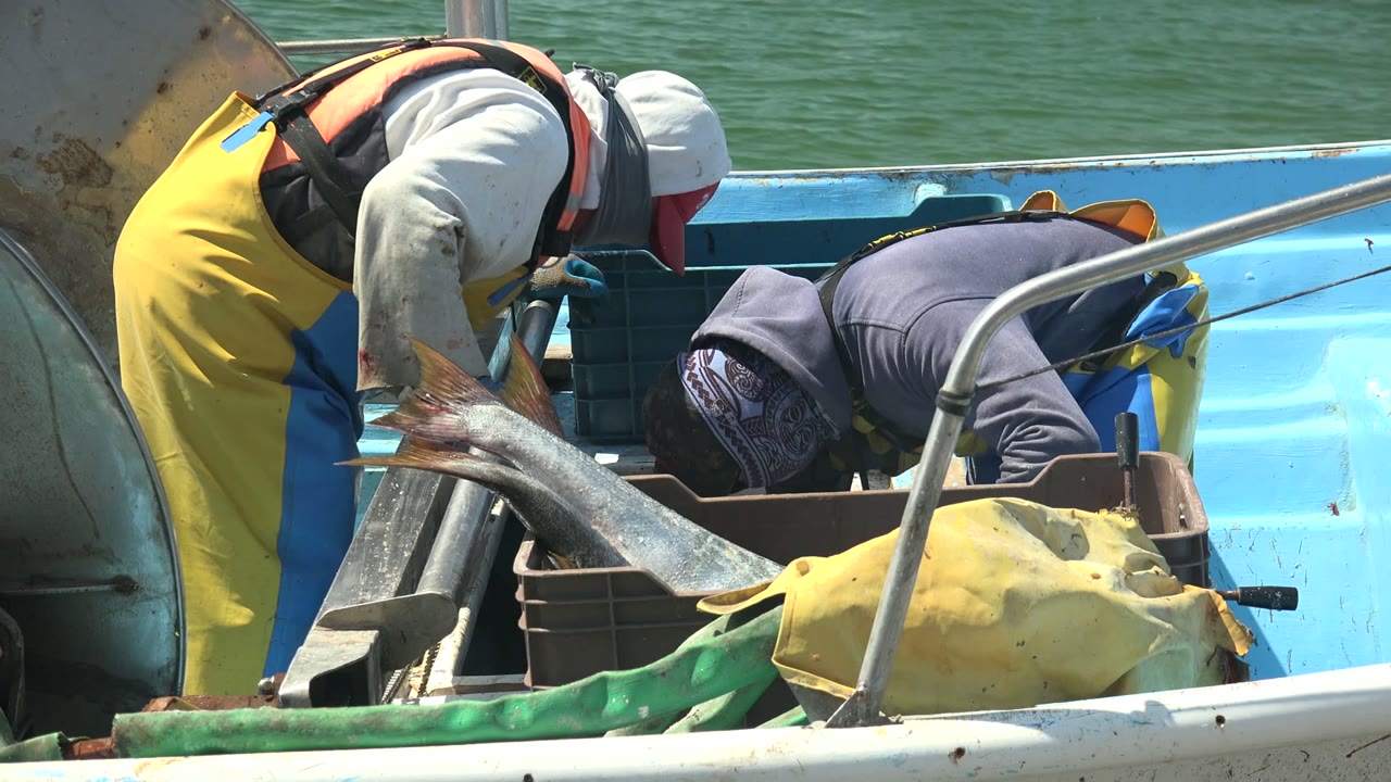 Fishermen bend over crates while a large fish lies across the deck.