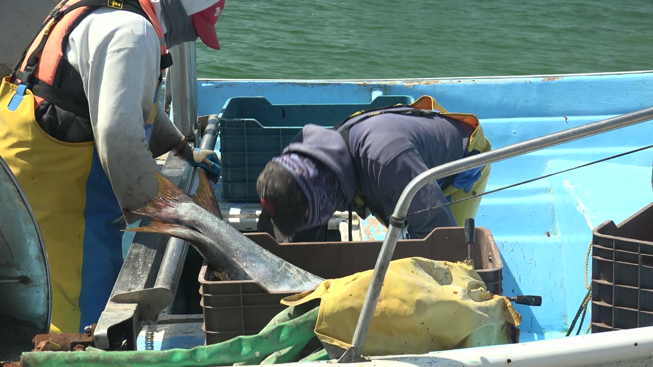 Two fishermen in yellow overalls and life vests bend over a large fish on a blue boat in La Bocana, Baja California Sur, with green water behind them.