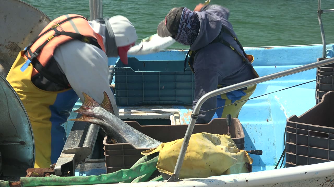 Fishermen handle a large fish beside plastic crates on a boat.