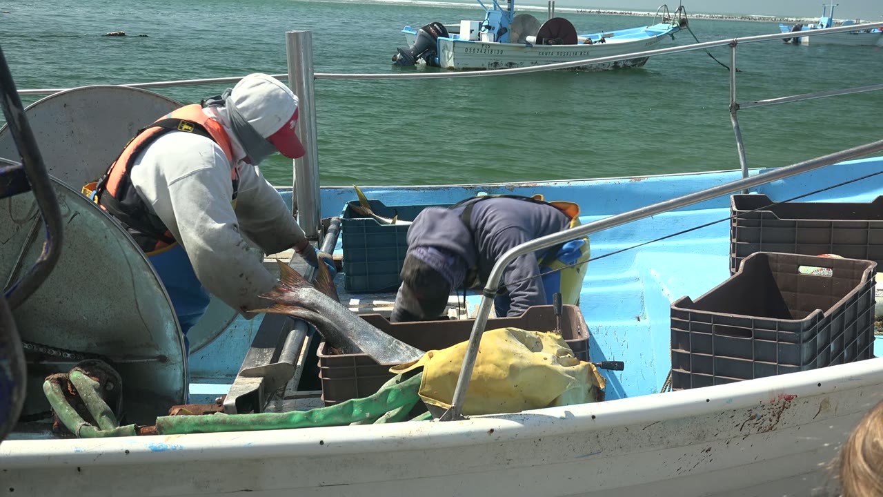 Fisherman bends over a fish while another worker leans into the boat.