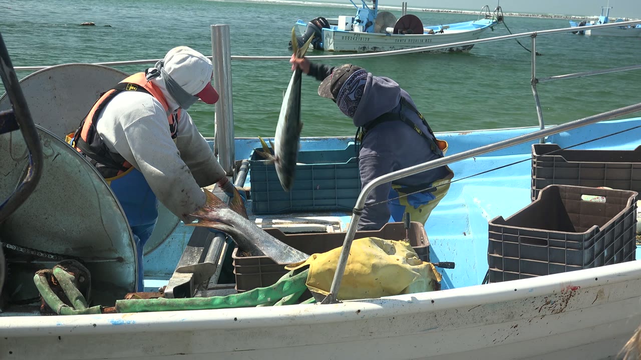 Two fishermen handle fish inside the blue-and-white boat in La Bocana, with one worker lifting a fish upright near the rail and another bending over a large fish by the crates.