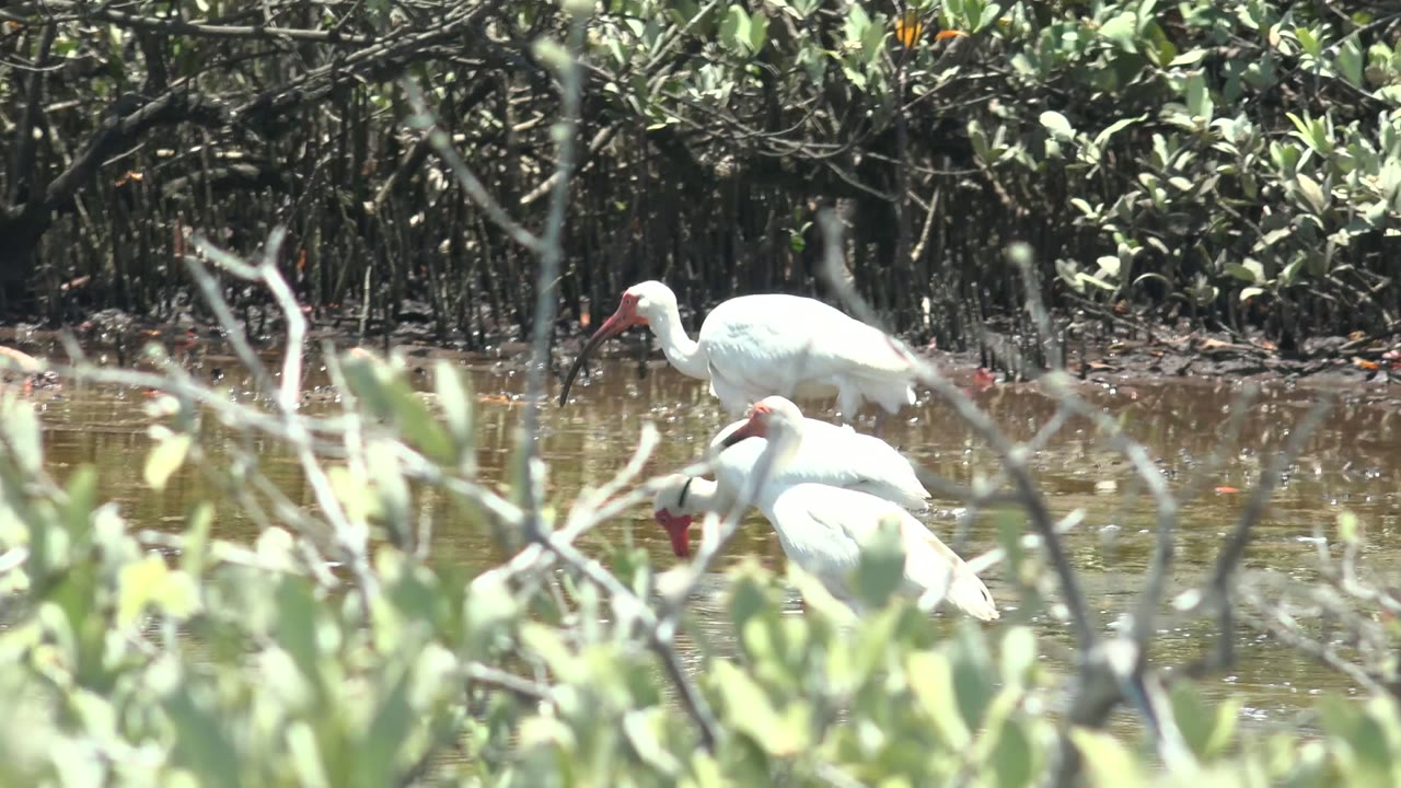 Several white ibis stand and feed in shallow mangrove water in San Carlos, Baja California Sur, Mexico, with soft foreground branches and no visible people.