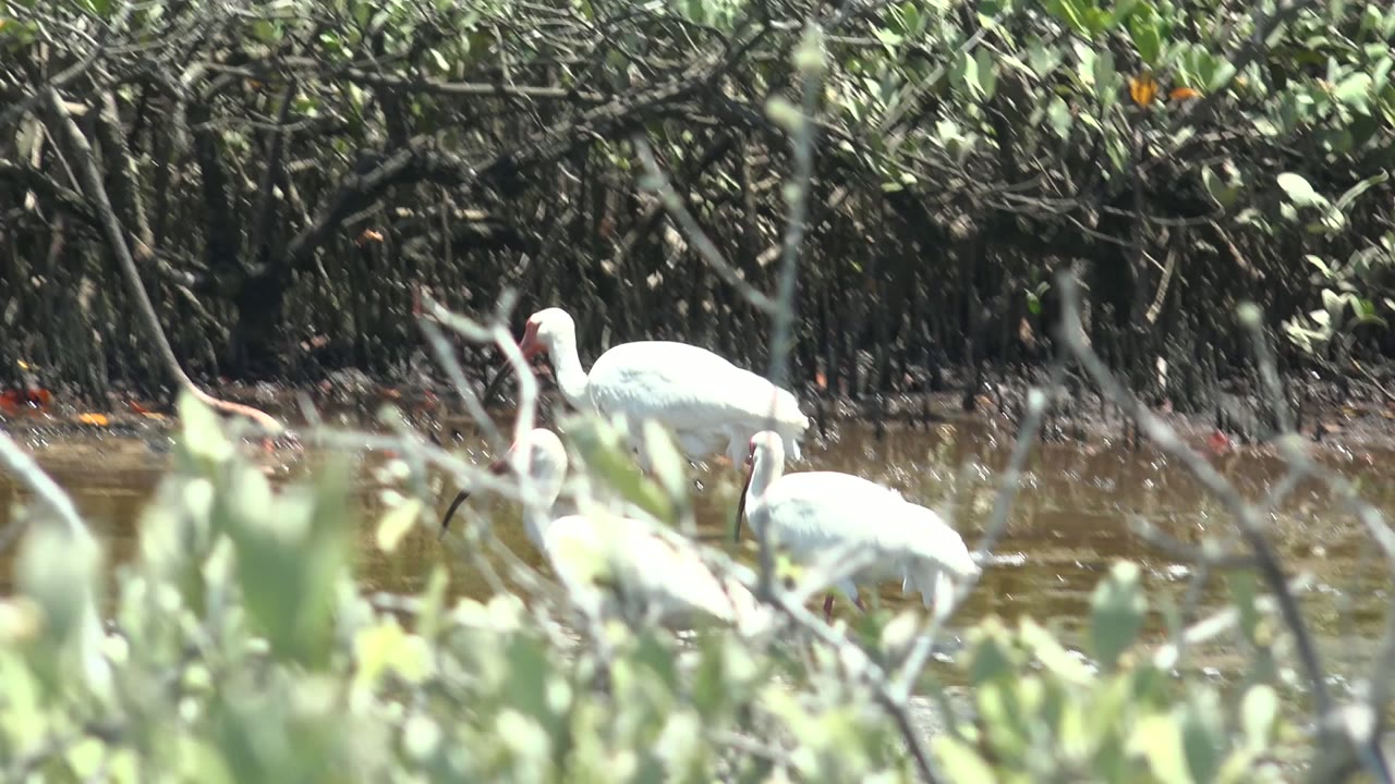 White ibis moving through muddy water near mangrove roots