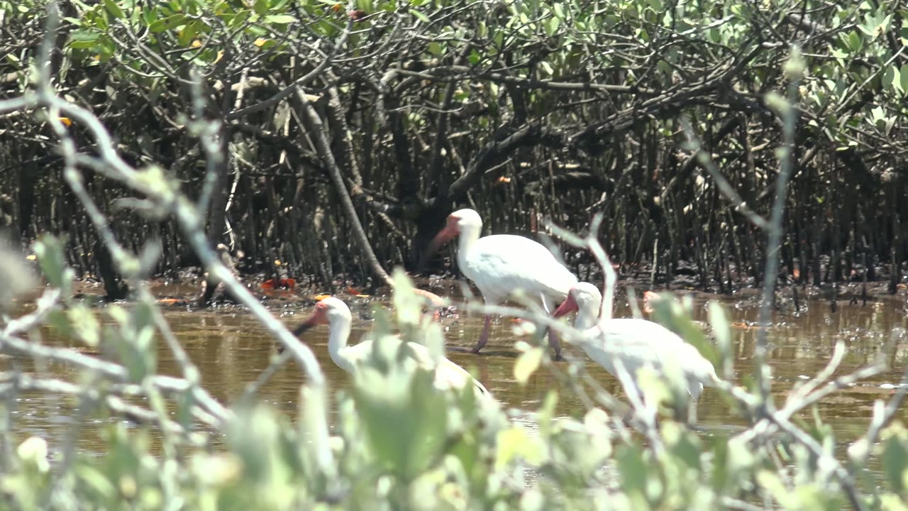 A small cluster of white ibis wades in a mangrove wetland in San Carlos, Baja California Sur, Mexico, with dark root tangles behind them and no visible people.