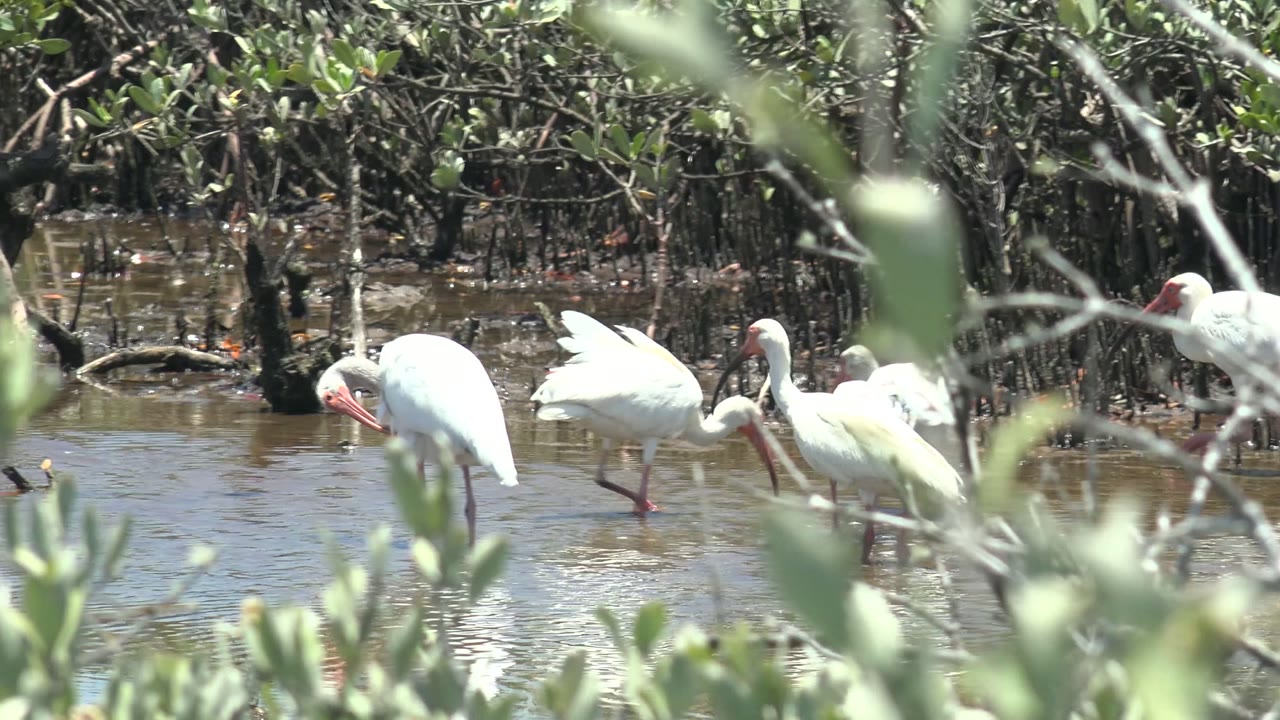 Several white ibises wade through shallow brown water in a San Carlos mangrove wetland, with blurred green leaves in front and no visible people.